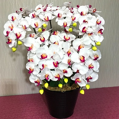 光触媒造花胡蝶蘭　7本立(ホワイトピンク)