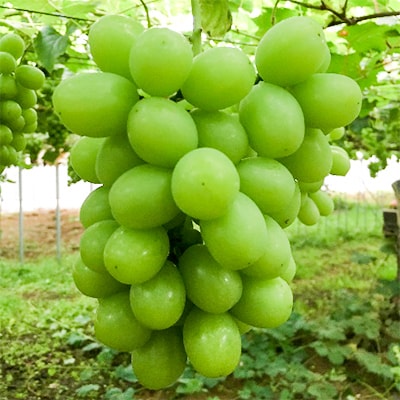 満喫!ぶどう(約3kg)収穫体験