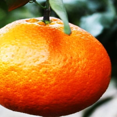 愛媛の“三大高級柑橘”の一つ!「甘平(かんぺい)」約3kg入(化粧箱入)【D28-10】