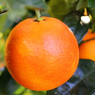 イタリア原産 紅色の果実!「ブラッドオレンジ」約3kg入り(化粧箱入り)