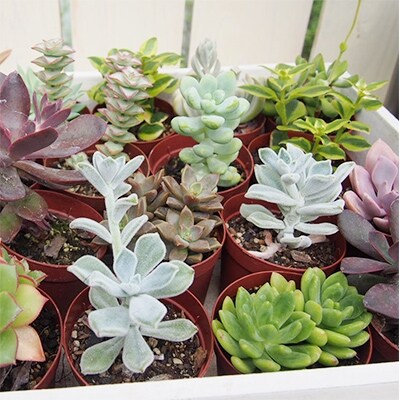 ベビーわんこ(多肉植物)2匹セット