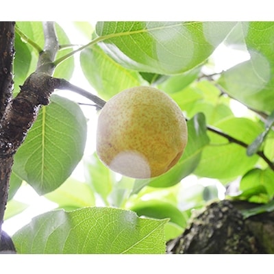 人気の新高!熊本県玉東町　清田さんの梨　5～15玉(約5kg)