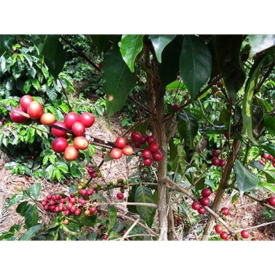 【スペシャルティコーヒー】サンタカタリーナ/フレンチを含む自家焙煎珈琲豆4種類×100g(粉の状態)