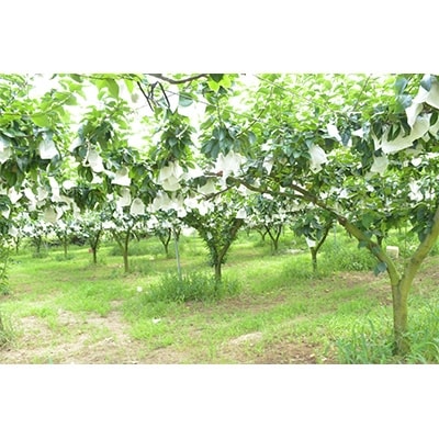 【産直】幸水梨　緑伸園の袋掛け梨　約3kg(5～9個)
