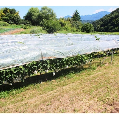 長野県青木村産ロザリオビアンコ(種あり)1箱(2kg)