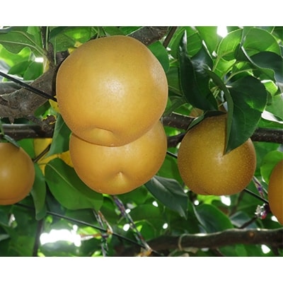 味が自慢の千葉の梨3kg