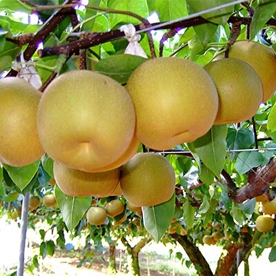 【佐賀県産】旬の梨(3kg)とぶどう(4パック)セット