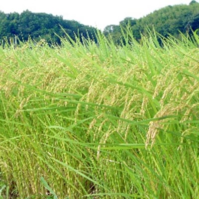【平成30年産】続・日本の米づくり100選 白桝産コシヒカリ(精米)10kg×2袋【11月発送】