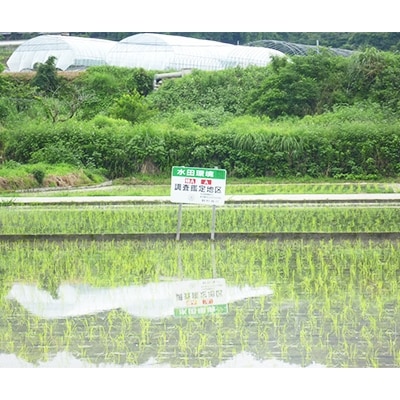 【令和6年産】国際コンクール受賞米 純粋 河内長野日野産 4.5kg　精米