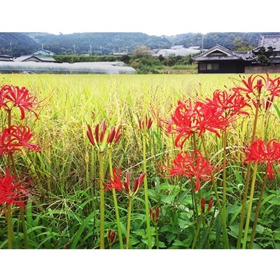 【令和6年産】国際コンクール受賞米 純粋 河内長野日野産 4.5kg　精米