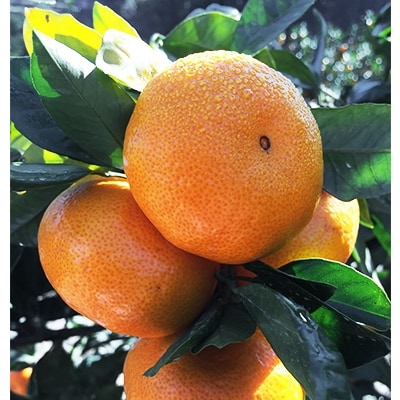自然のミネラルたっぷり!熊本県玉東産　太陽のしずく　みかん(約3kg)