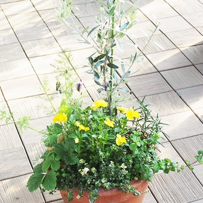 オリーブとハーブの寄せ植え