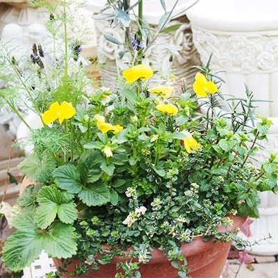 オリーブとハーブの寄せ植え お礼品詳細 ふるさと納税なら さとふる オリーブとハーブの寄せ植え お礼品詳細 ふるさと納税なら さとふる