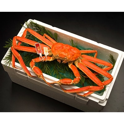 本ずわいがに約700g(孫七タグ付)