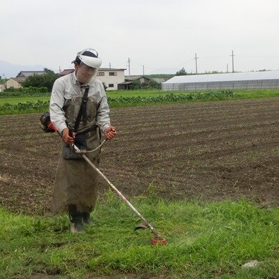 特別栽培米 33kg 【玄米】(ミルキークイーン/コシヒカリ/夢ごこち)