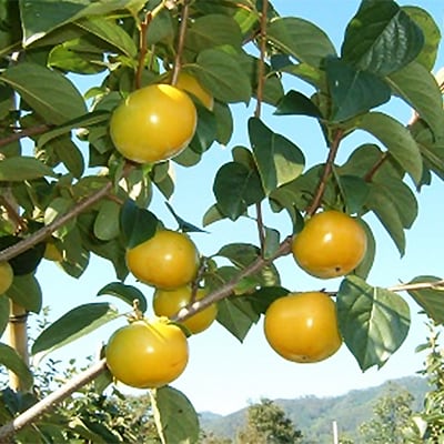 【先行受付】津山産高級大甘柿　太秋大甘柿