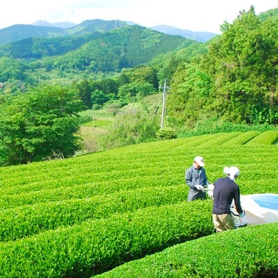 松田町産「丹沢大山茶(金)80g　水を守るお茶100g×2袋」オリジナル茶さじ1本付き詰合せ