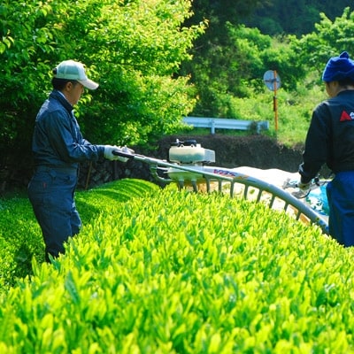 松田町産「丹沢大山茶(金)80g　水を守るお茶100g×2袋」オリジナル茶さじ1本付き詰合せ