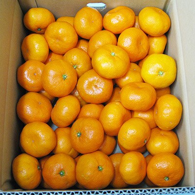 高松産季節の果物【瀬戸内温州みかん】約4.7kg×2箱