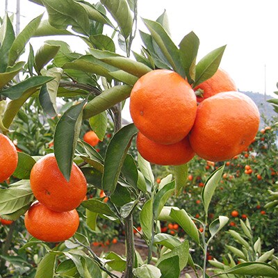 高松産季節の果物【小原紅早生みかん】約4.7kg