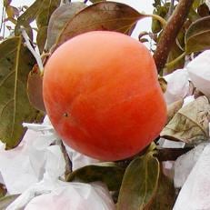 高松産季節の果物【袋掛け富有柿】約3.5kg