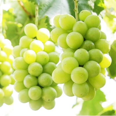 濃厚な味わい季節のぶどうセット(2～3房)