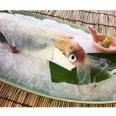 呼子のいか三昧