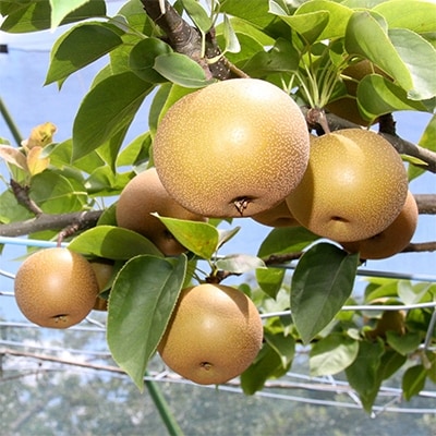 「香取市産水郷梨」幸水1箱約3kg(8玉～10玉入り)