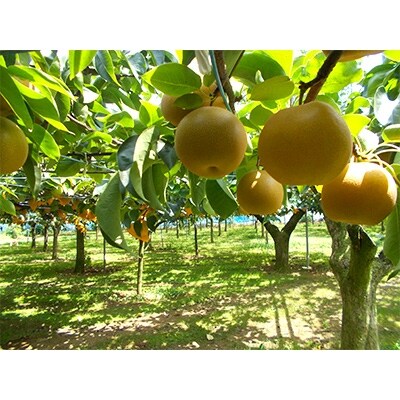 「地元 水郷梨」豊水梨1箱　約10Kg(24玉～30玉)