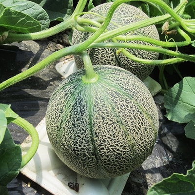 アムスメロン　2玉　(800g～1.2kg/個)