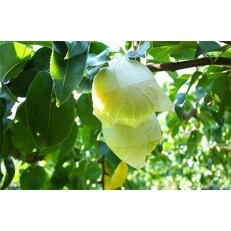 【南陽園】20世紀梨おみやげ桜箱(6～8個)3L以上サイズ | ふるさと納税のお礼品