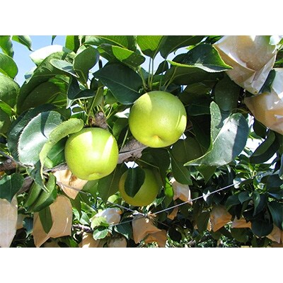 【南陽園】20世紀梨おみやげ桜箱(6~8個)3L以上サイズ