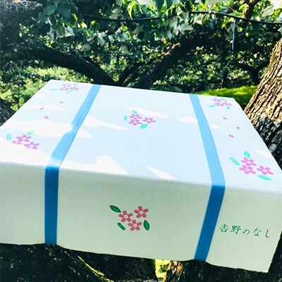 【南陽園】20世紀梨おみやげ桜箱(6~8個)3L以上サイズ