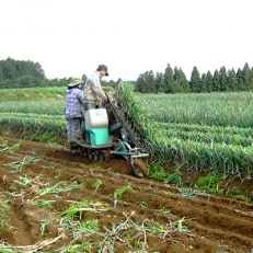 農業体験 1日コース(9:00～16:00)食事体験付き(1名様分)