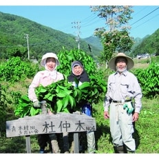 青木村特産杜仲葉使用　山里育ち杜仲そば・杜仲茶セット