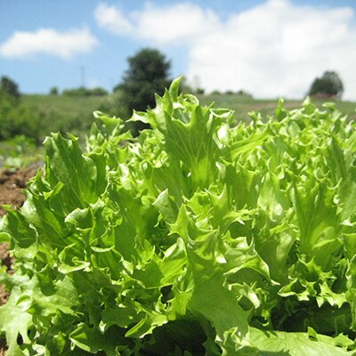 『虹色畑』で育てた、こだわり旬の野菜セット