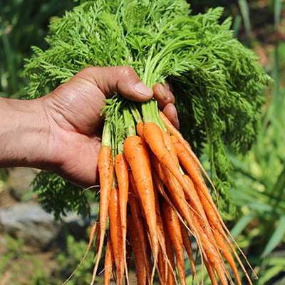 『虹色畑』で育てた、こだわり旬の野菜セット