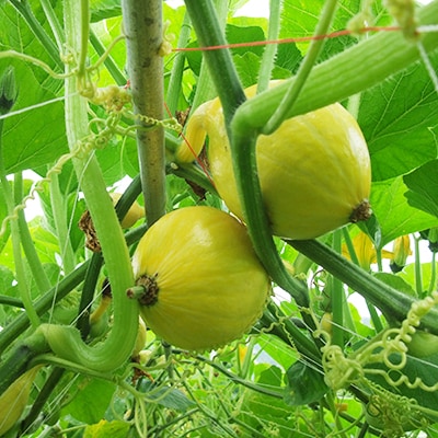 『虹色畑』で育てた、こだわり旬の野菜セット