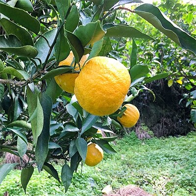 ≪先行受付・2024年1月より発送≫【国産】紀州和歌山のじゃばら果実(ご家庭用)　約3kg