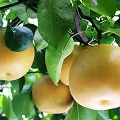 阿部農縁　福島県の梨3kg　ふくしまの完熟ナシ