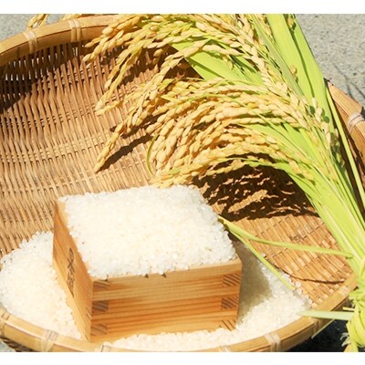 【2019年産】コシヒカリ 精米30kg(5kg×6袋)