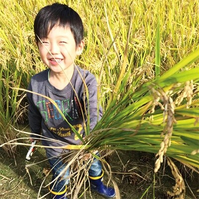 【2019年産】コシヒカリ 精米30kg(5kg×6袋)