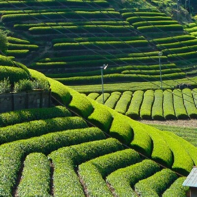 『沼津ブランド認定の静岡茶』 富士の山、沼津城、熟うま　各100g　詰め合わせ