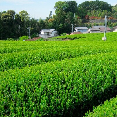 静岡銘茶二撰 「金粋」×1、 「光緑」×2 (各100g袋入り)　詰め合わせ