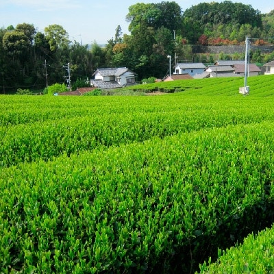 静岡銘茶二撰 「金粋」×2、 「光緑」×3 (各100g袋入り)　詰め合わせ