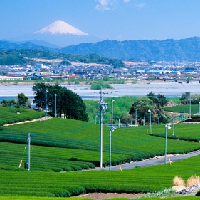 『沼津ブランド認定の静岡茶』 富士の山×2、沼津城×2、熟うま×4　(各100g袋入り)　詰め合わせ