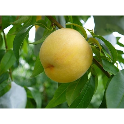 南信州産「黄桃」約3kg