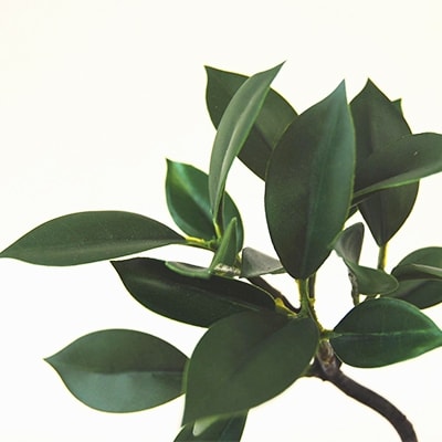 和モダン　創作　こけ玉BONSAI　「鎌倉赤」