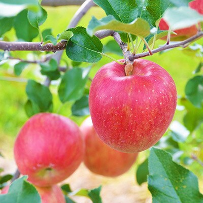 信州のりんご シナノスイート 5キロセット