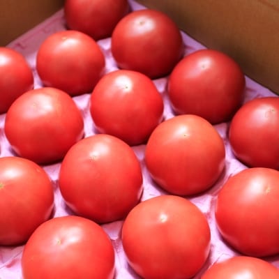【2019年7月発送】 桃太郎トマトAM×3kg(20玉)